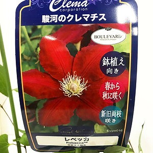 観葉植物 鉢花 切り花の花情報 卸売り ひめじせいか 姫路生花卸売市場 Blog Archive 駿河のクレマチス クレマコーポレーション 様