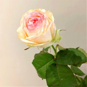 観葉植物 鉢花 切り花の花情報 卸売り ひめじせいか 姫路生花卸売市場 Blog Archive 佐賀県 Fine Rose ファインローズ さまのご紹介 観葉植物 鉢花 切り花の花情報 卸売り ひめじせいか 姫路生花卸売市場 Blog Archive 佐賀県 Fine Rose ファインローズ さまのご紹介