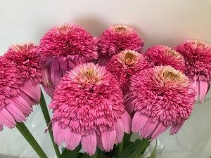 ピンク 切花 数量変更できます 生花 同梱 可能　送料無料092893-010