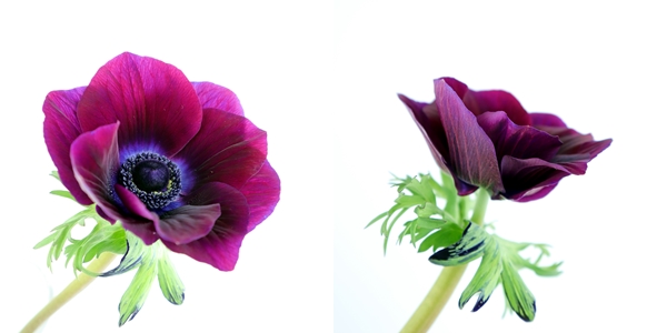観葉植物 鉢花 切り花の花情報 卸売り ひめじせいか 姫路生花卸売市場 Blog Archive 越智今治農協 フェリーチェのアネモネ