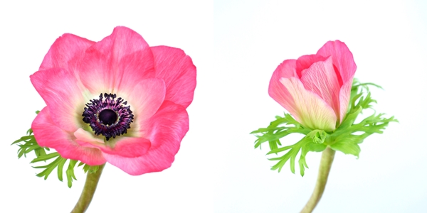 観葉植物 鉢花 切り花の花情報 卸売り ひめじせいか 姫路生花卸売市場 Blog Archive 越智今治農協 フェリーチェのアネモネ 観葉植物 鉢花 切り花の花情報 卸売り ひめじせいか 姫路生花卸売市場 Blog Archive 越智今治農協 フェリーチェのアネモネ