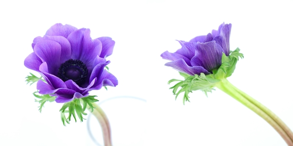観葉植物 鉢花 切り花の花情報 卸売り ひめじせいか 姫路生花卸売市場 Blog Archive 越智今治農協 フェリーチェのアネモネ 観葉植物 鉢花 切り花の花情報 卸売り ひめじせいか 姫路生花卸売市場 Blog Archive 越智今治農協 フェリーチェのアネモネ