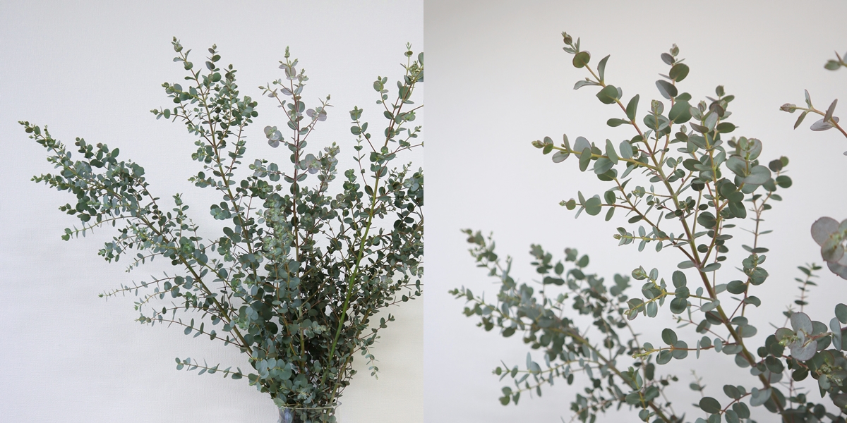 観葉植物 鉢花 切り花の花情報 卸売り ひめじせいか 姫路生花卸売市場 Blog Archive Jaえひめ中央の枝物 観葉植物 鉢花 切り花の花情報 卸売り ひめじせいか 姫路生花卸売市場 Blog Archive Jaえひめ中央の枝物