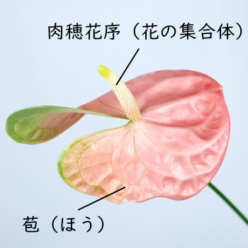 観葉植物 鉢花 切り花の花情報 卸売り ひめじせいか 姫路生花卸売市場 Blog Archive 大勇園のアンスリューム