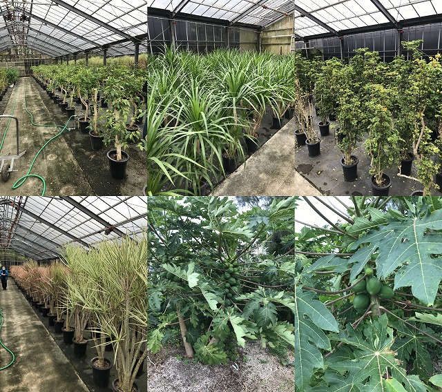 宮城県植物目録2000(宮城植物の会・宮城県植物誌編集委員会
