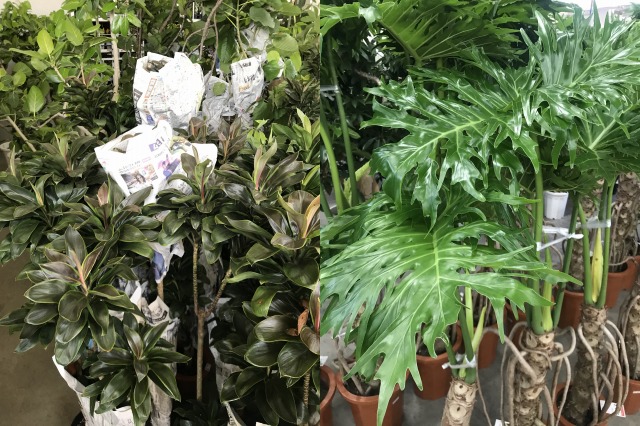 観葉植物 鉢花 切り花の花情報 卸売り ひめじせいか 姫路生花卸売市場 Blog Archive 沖縄観葉植物 入荷中 観葉植物 鉢花 切り花の花情報 卸売り ひめじせいか 姫路生花卸売市場 Blog Archive 沖縄観葉植物 入荷中