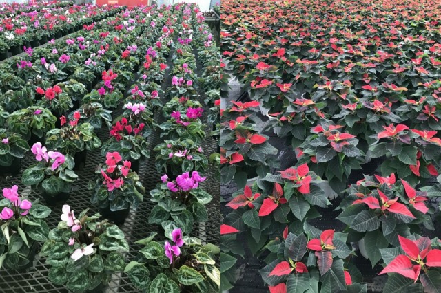 観葉植物 鉢花 切り花の花情報 卸売り ひめじせいか 姫路生花卸売市場 Blog Archive 年末に向けて 観葉植物 鉢花 切り花の花情報 卸売り ひめじせいか 姫路生花卸売市場 Blog Archive 年末に向けて