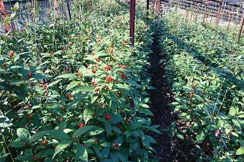 観葉植物 鉢花 切り花の花情報 卸売り ひめじせいか 姫路生花卸売市場 Blog Archive Ja高知県 越知支所の千両