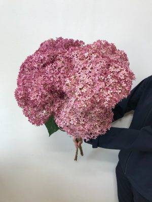 観葉植物 鉢花 切り花の花情報 卸売り ひめじせいか 姫路生花卸売市場 Blog Archive クロダナーセリーさま 秋色アジサイ