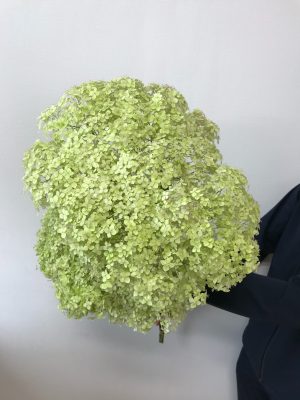 観葉植物 鉢花 切り花の花情報 卸売り ひめじせいか 姫路生花卸売市場 Blog Archive クロダナーセリーさま 秋色アジサイ
