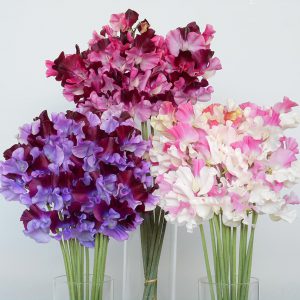 観葉植物 鉢花 切り花の花情報 卸売り ひめじせいか 姫路生花卸売市場 Blog Archive 宮崎県の花 増田農園様