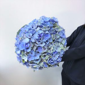 観葉植物、鉢花、切り花の花情報、卸売り ひめじせいか(姫路 観葉植物、鉢花、切り花の花情報、卸売り ひめじせいか(姫路