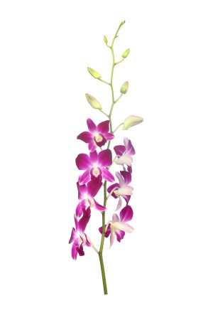観葉植物 鉢花 切り花の花情報 卸売り ひめじせいか 姫路生花卸売市場 Blog Archive サイアム太陽インターナショナル 様