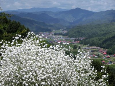 観葉植物、鉢花、切り花の花情報、卸売り ひめじせいか（姫路生花卸売