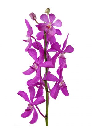 観葉植物 鉢花 切り花の花情報 卸売り ひめじせいか 姫路生花卸売市場 Blog Archive サイアム太陽インターナショナル 様