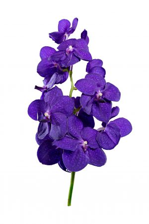 vanda15